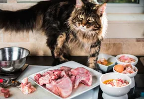 Как нужно кормить кошку натуральной пищей