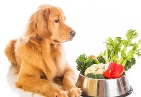 Как правильно кормить собаку натуральной пищей