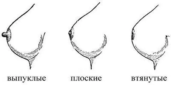 Самые распространенные формы и виды сосков женской груди