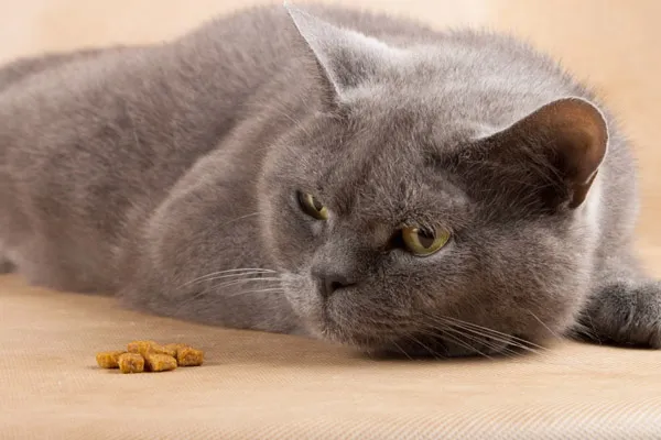 Кот не ест и не пьёт: тревожные симптомы, которые должны насторожить. Кошка ничего не ест. 32