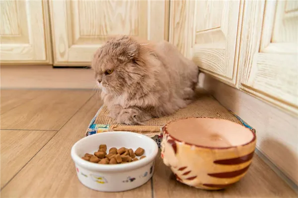 Кот не ест и не пьёт: тревожные симптомы, которые должны насторожить. Кошка ничего не ест. 34