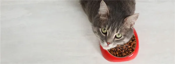 Кот не ест и не пьёт: тревожные симптомы, которые должны насторожить. Кошка ничего не ест. 38