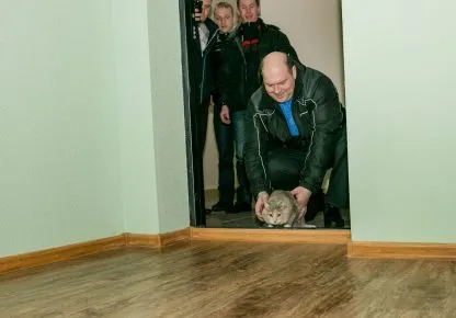 Кошку запускают в новую квартиру