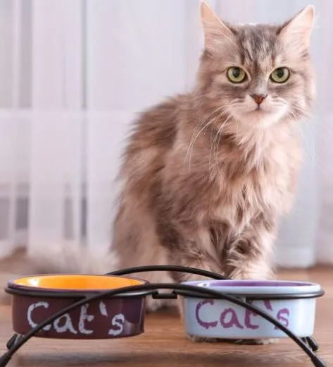 Кот не ест и не пьёт: тревожные симптомы, которые должны насторожить. Кошка ничего не ест. 40