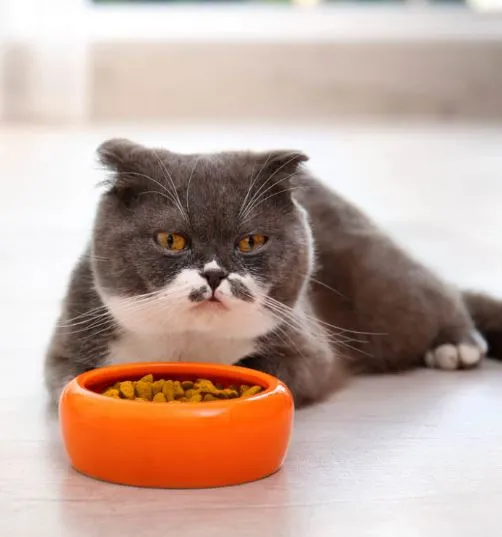 Кот не ест и не пьёт: тревожные симптомы, которые должны насторожить. Кошка ничего не ест. 36