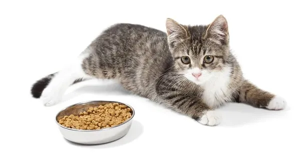 Лечебное питание для кошки