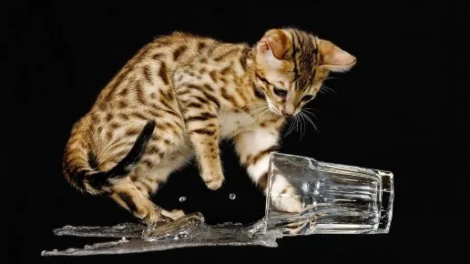 Кот и опрокинутый стакан с водой