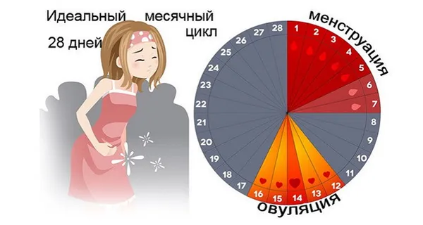 Фазы менструального цикла в норме