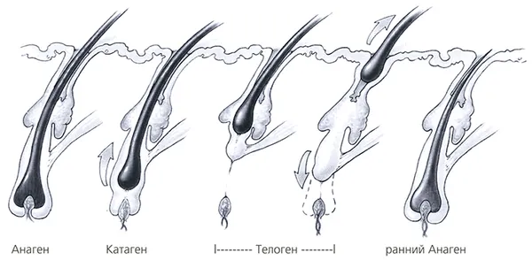 цикл роста волос.jpg