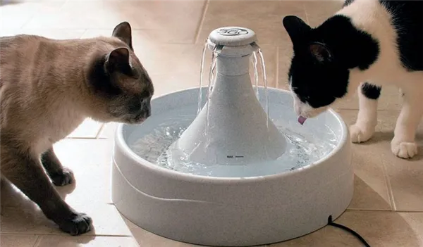 Почему некоторые кошки не пьют воду вообще: рассказывает ветеринар. Кот не пьет воду. 10