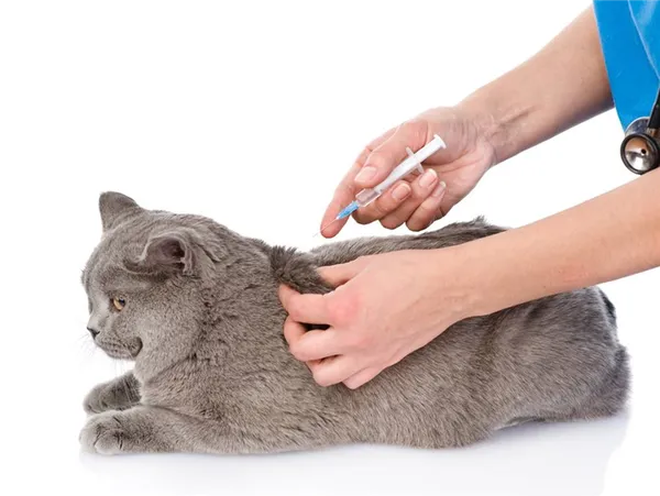 Почему некоторые кошки не пьют воду вообще: рассказывает ветеринар. Кот не пьет воду. 8