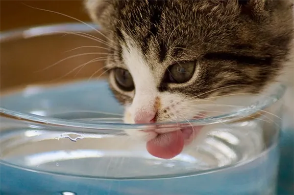 Нужно ли заставлять кошку пить?