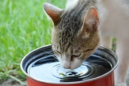 как заставить кошку пить воду