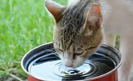 Почему некоторые кошки не пьют воду вообще: рассказывает ветеринар. Кот не пьет воду. 14