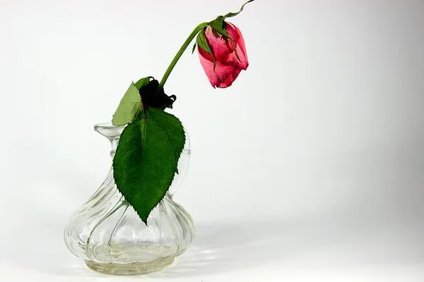 Завявшая роза в вазе