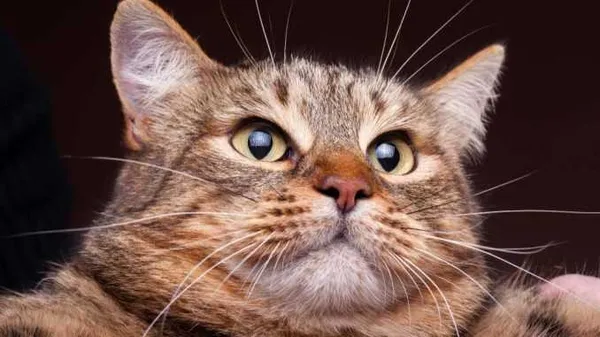Почему кошки боятся фена