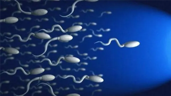 движение спермотозоидов