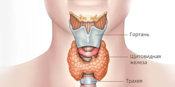 Удаление щитовидной железы. Удаление щитовидной железы отзывы. 11