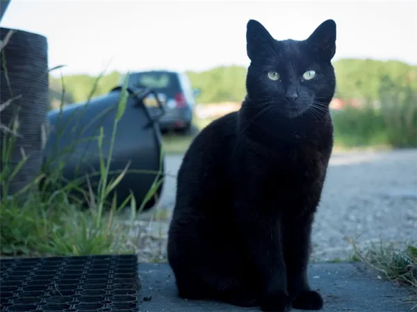 черная кошка в доме приметы 