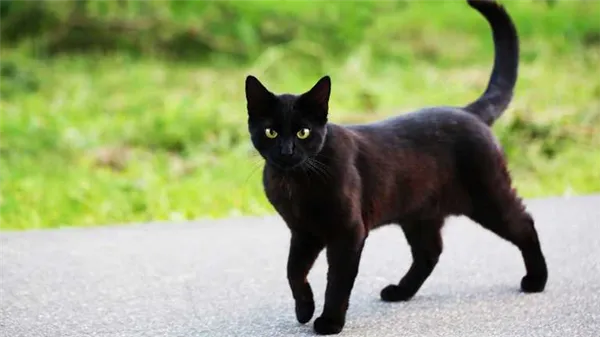 черный кот в доме приметы 