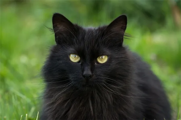 черный кот в доме что означает 
