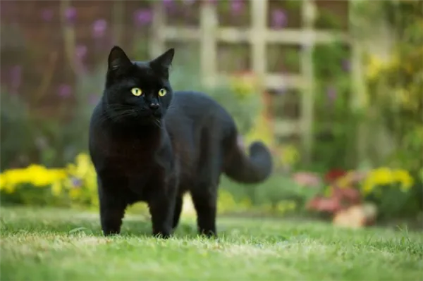 черная кошка примета