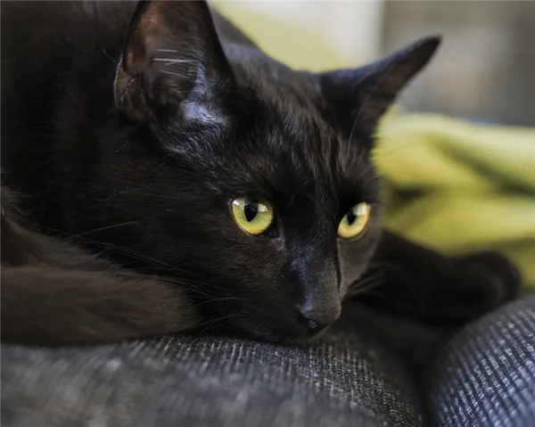Приметы о черных котах. Черный кот в доме. 12