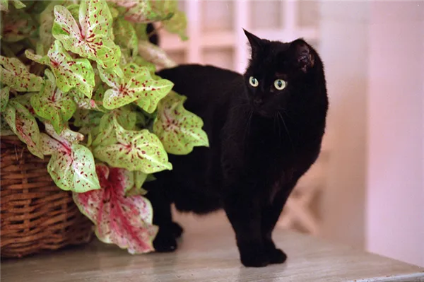 Приметы о черных котах. Черный кот в доме. 14