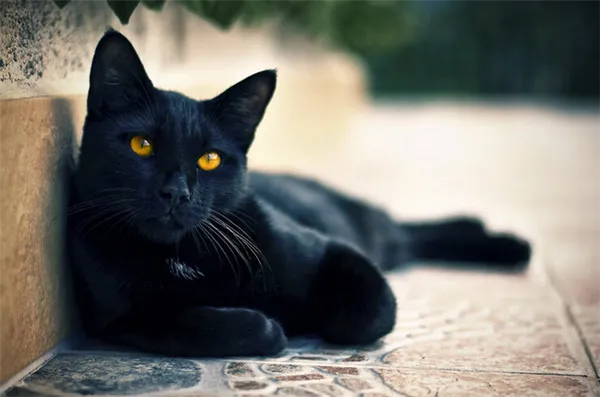 Черный кот в доме: приметы