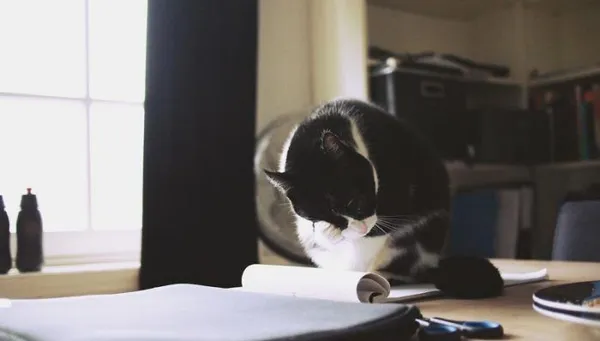 Черно-белый кот на столе