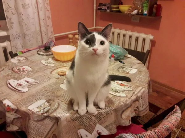 Кошка нагло сидит на столе
