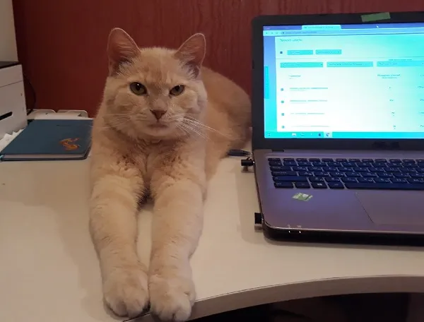 Кот на письменном столе