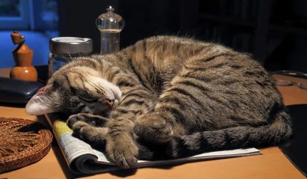 Кошка спит на бумагах