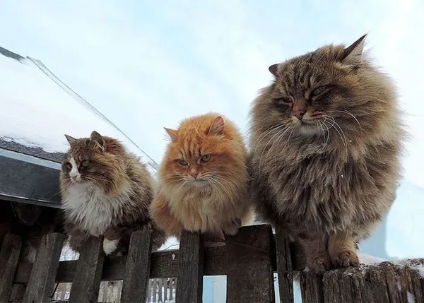 Кошки на улице