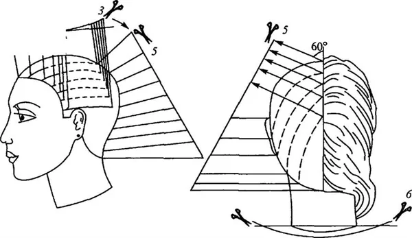 Схема стрижки аврора
