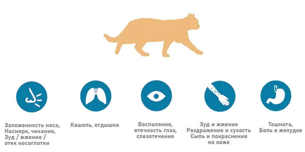 Аллергия на кошек: что ее вызывает, с чем можно перепутать и как лечить. Как избавиться от котов. 5