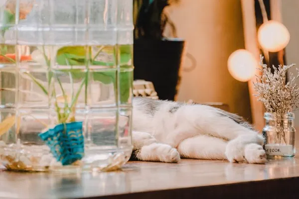 Почему некоторые кошки не пьют воду вообще: рассказывает ветеринар. Кот не пьет воду. 3
