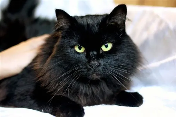 Приметы о черных котах. Черный кот в доме. 3