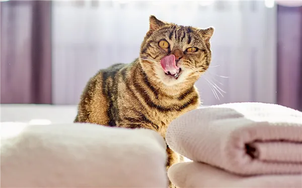 8 способов избавиться от кошачьего запаха, о которых мало кто знает. Как избавиться от запаха мочи в квартире. 42