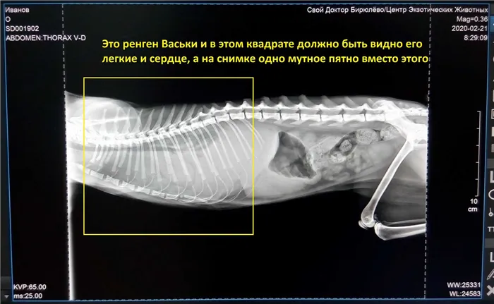 Что делать, если умер котик 23