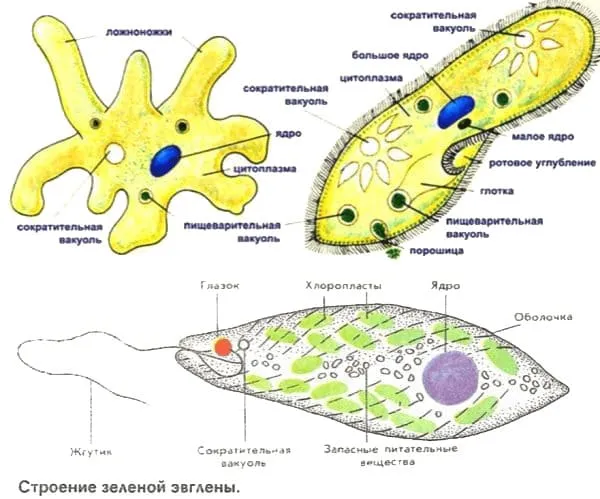 Чем различаются амеба и инфузория туфелька 5
