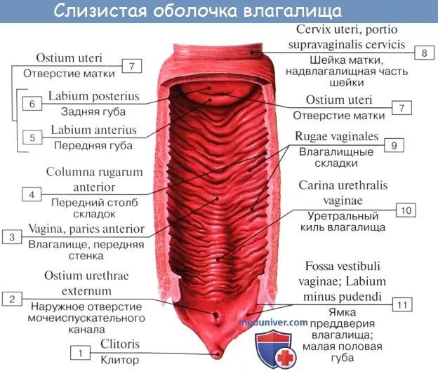 Что чувствует мужчина, входя в девушку - анатомия влагалища