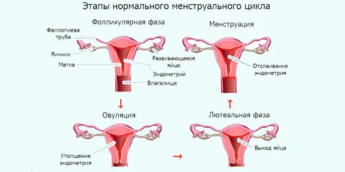 Этапы менструального типа