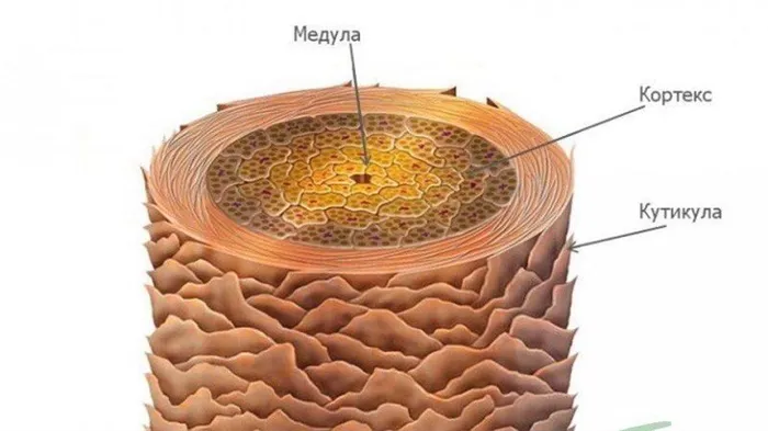 Структура волоса человека
