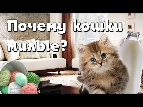 ПОЧЕМУ КОШКИ И КОТЫ МИЛЫЕ? FACTOFF