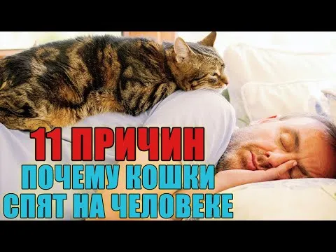 11 причин, почему кошки спят на человеке. Любимые места кошки. Народные приметы.