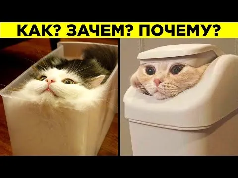 Кошачьи лапы