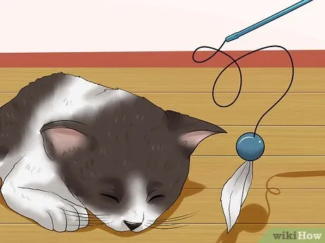 Step 1 Старайтесь, чтобы котенок утомлялся от игр.