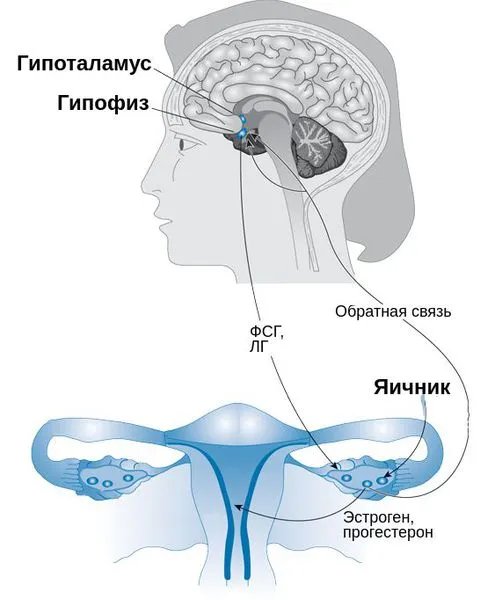 Выработка гормонов в системе 