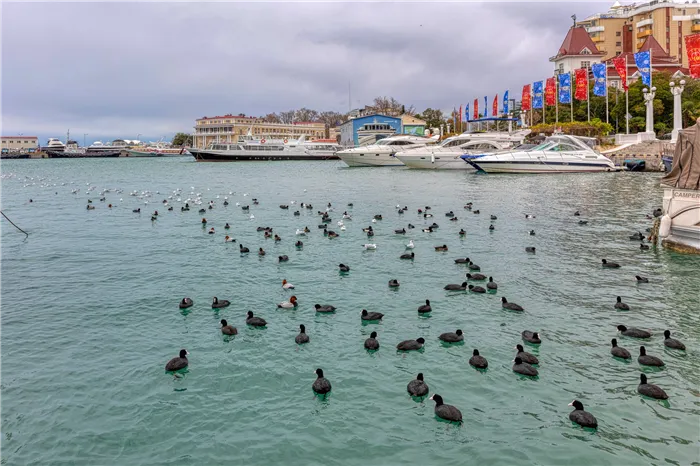 Температура воды и воздуха в Сочи в декабре